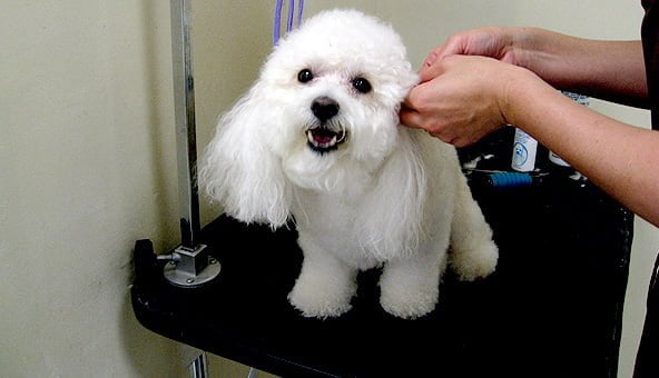 Make your grooming memorable for all the right reasons
