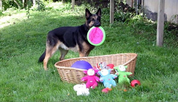 Toys for your dog