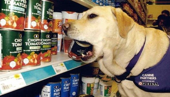 Dogs assist people with physical disabilities