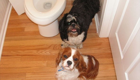 Potty training for puppies