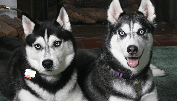 Family receives gift of Siberian Husky
