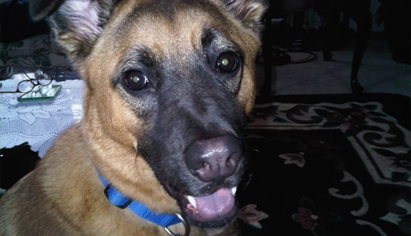 In praise of the good old fashioned mutt
