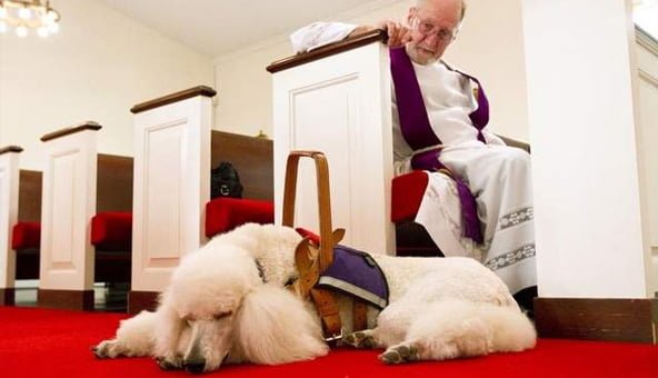 Poodle works alongside priest