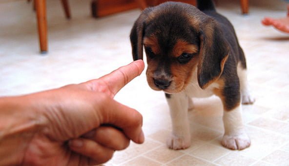 Your puppy’s first year