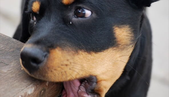 Should you re-home a dog?