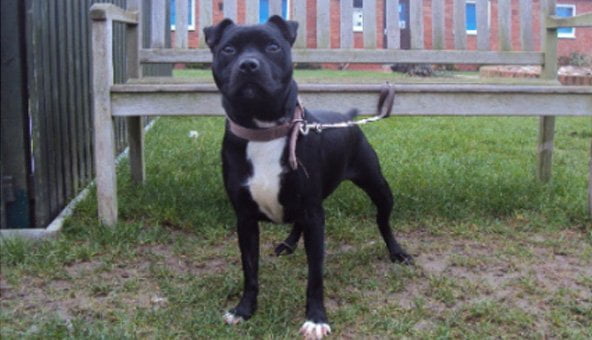 Abandoned bull terrier saved at New Year