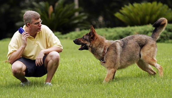 What to expect at dog training school