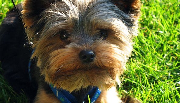 Intelligent Yorkshire Terrier alerts owner about house fire