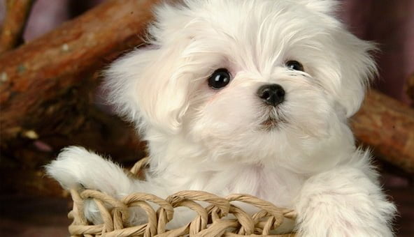 Spoiling your puppy