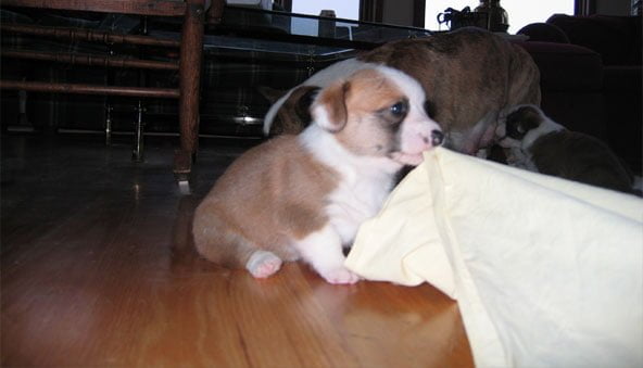 Puppy-proof your home