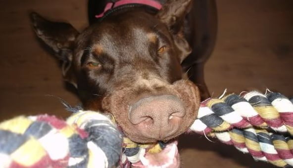Indoor games for your pet
