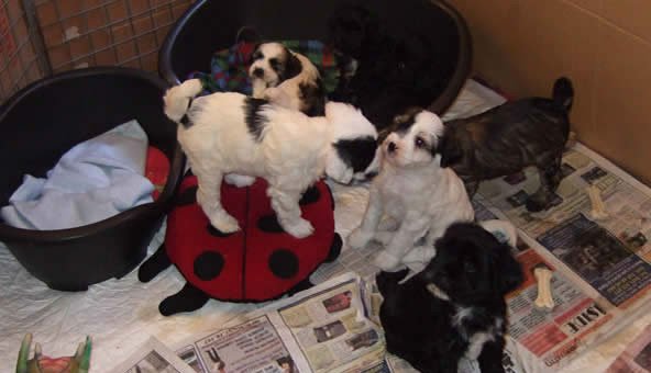Being a responsible dog breeder