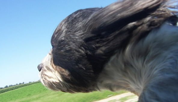 Holidaying in the UK with dogs