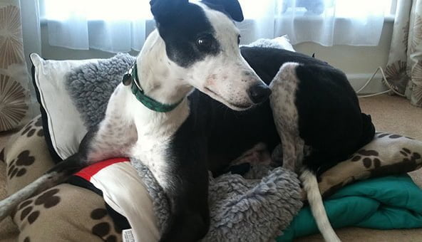 Keeping a dog in a flat