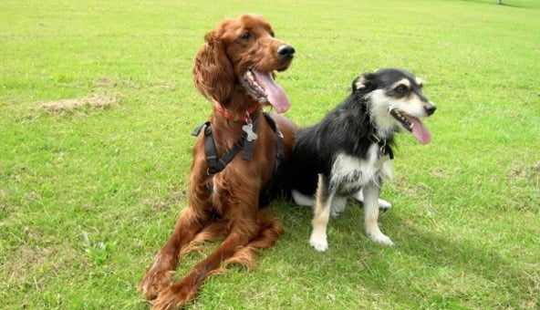 Owning many dogs