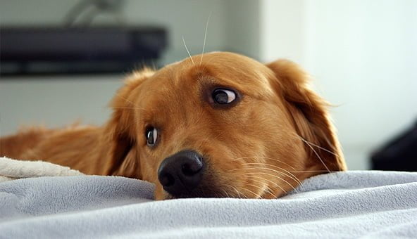 Diagnosing a sick dog