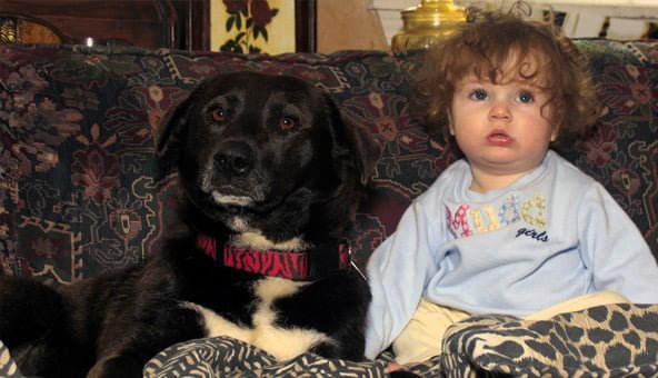 Introducing a baby to your dog
