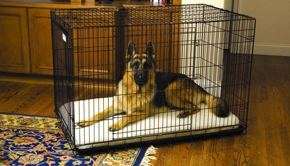 Buying a dog crate