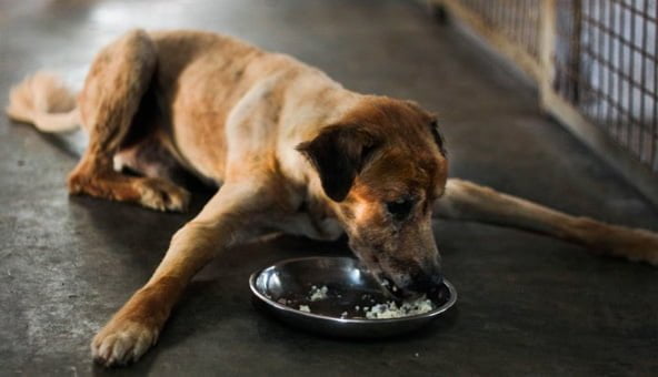 An alternative to leaving your dog in kennels