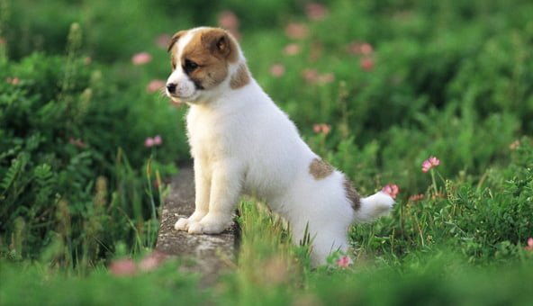 Caring for a puppy