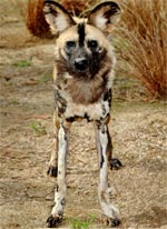 african-dog