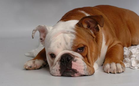 bulldog