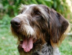 snifferdog