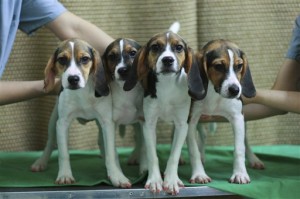 South Korea Cloned Dogs
