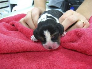 South Korea Cloned Dogs