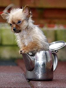 britains_smallest_dog