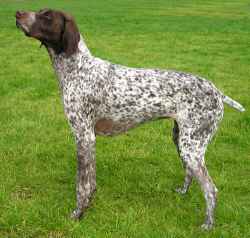 german-shorthaired-pointer