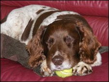 oliver_springer_spaniel oliver_springer_spaniel