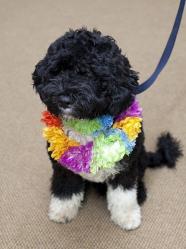 portuguese_water_dog_bo