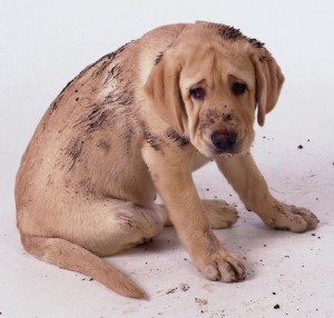 Muddy puppy