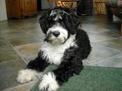 portuguese_water_dog