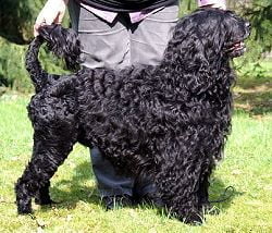 portuguese_water_dog2