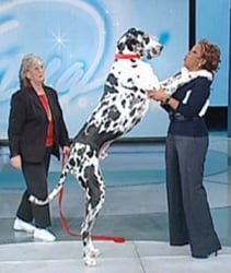worlds-tallest-dog worlds-tallest-dog
