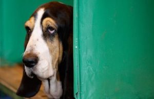 basset-hound