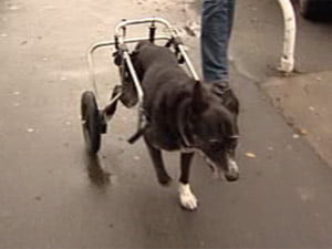 disabled-dog-wheelchair