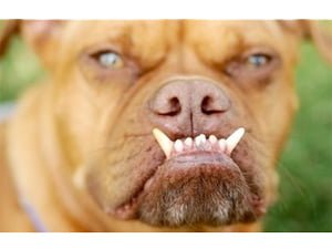 worlds-ugliest-dog worlds-ugliest-dog