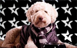 celebritylabradoodle