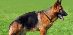 german_shepherd
