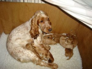 kennel-club-puppy-farm-02