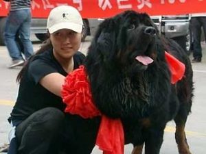worlds most expensive dog
