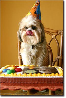 dog and cake