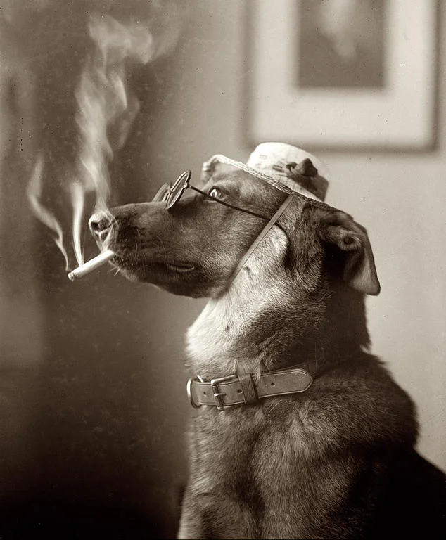 cigarette smoke and dogs Passive smoking can kill your dog