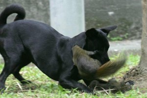 Squirrel attacks dog!