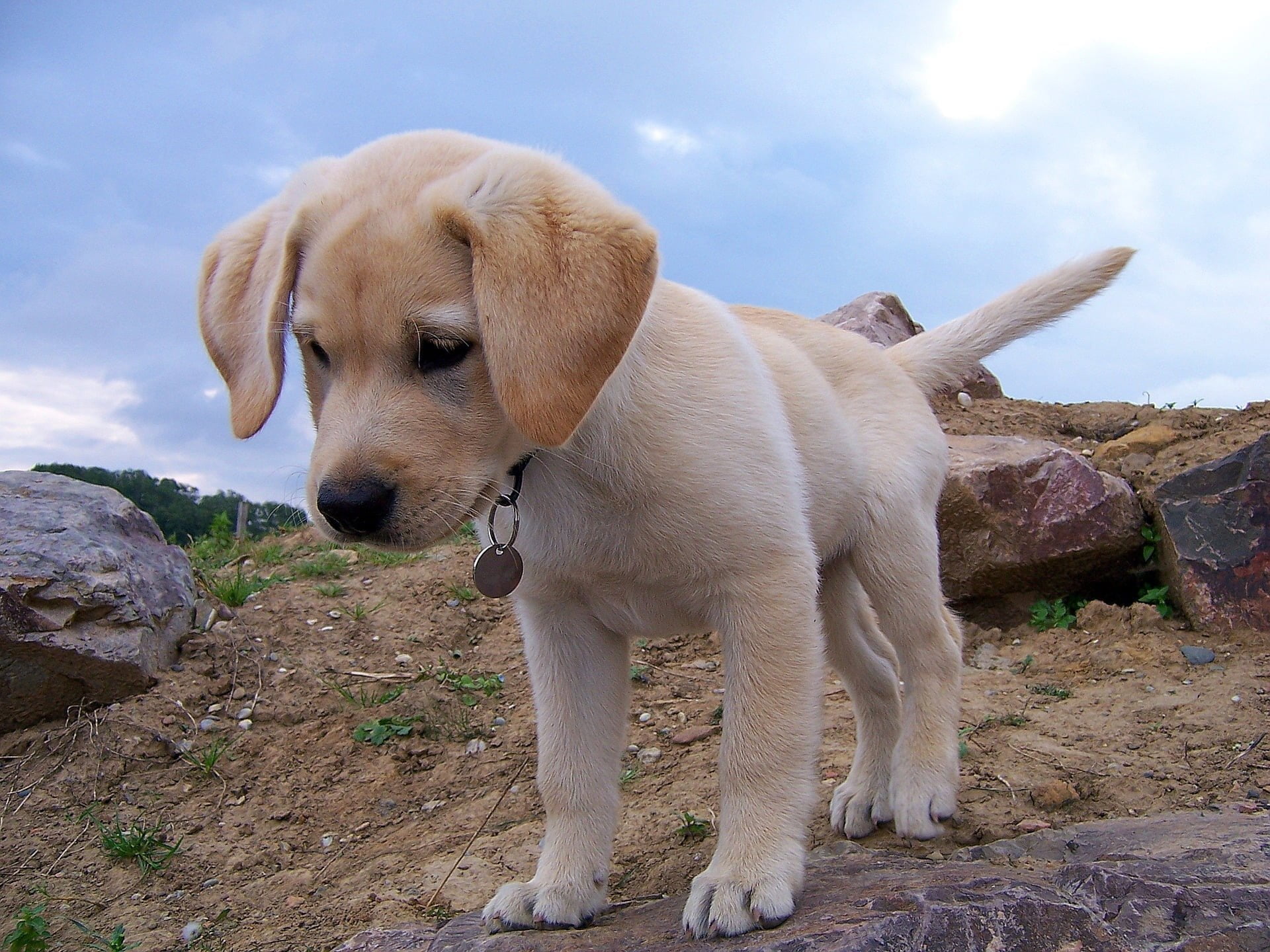 Labrador Dog Breed Profile Dream Dogs