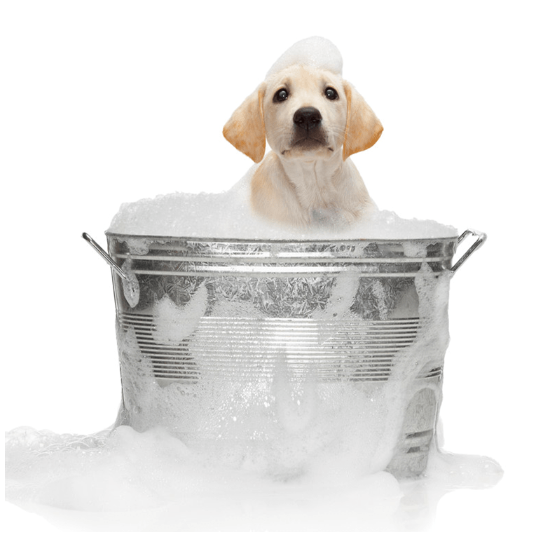 dog in bath