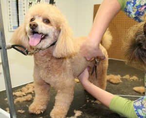 Poodle being groomed
